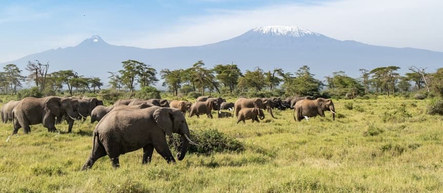 Amboseli National Park 1