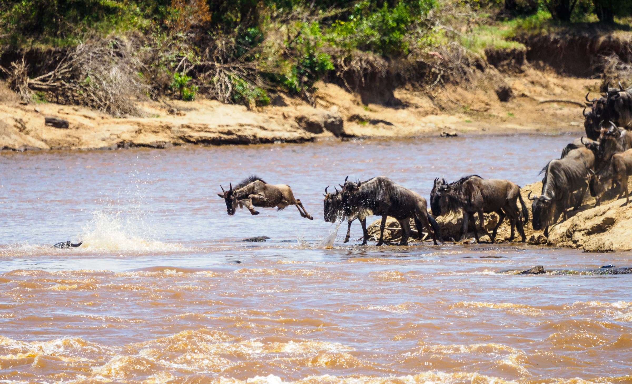 Maasai Mara National Reserve 1