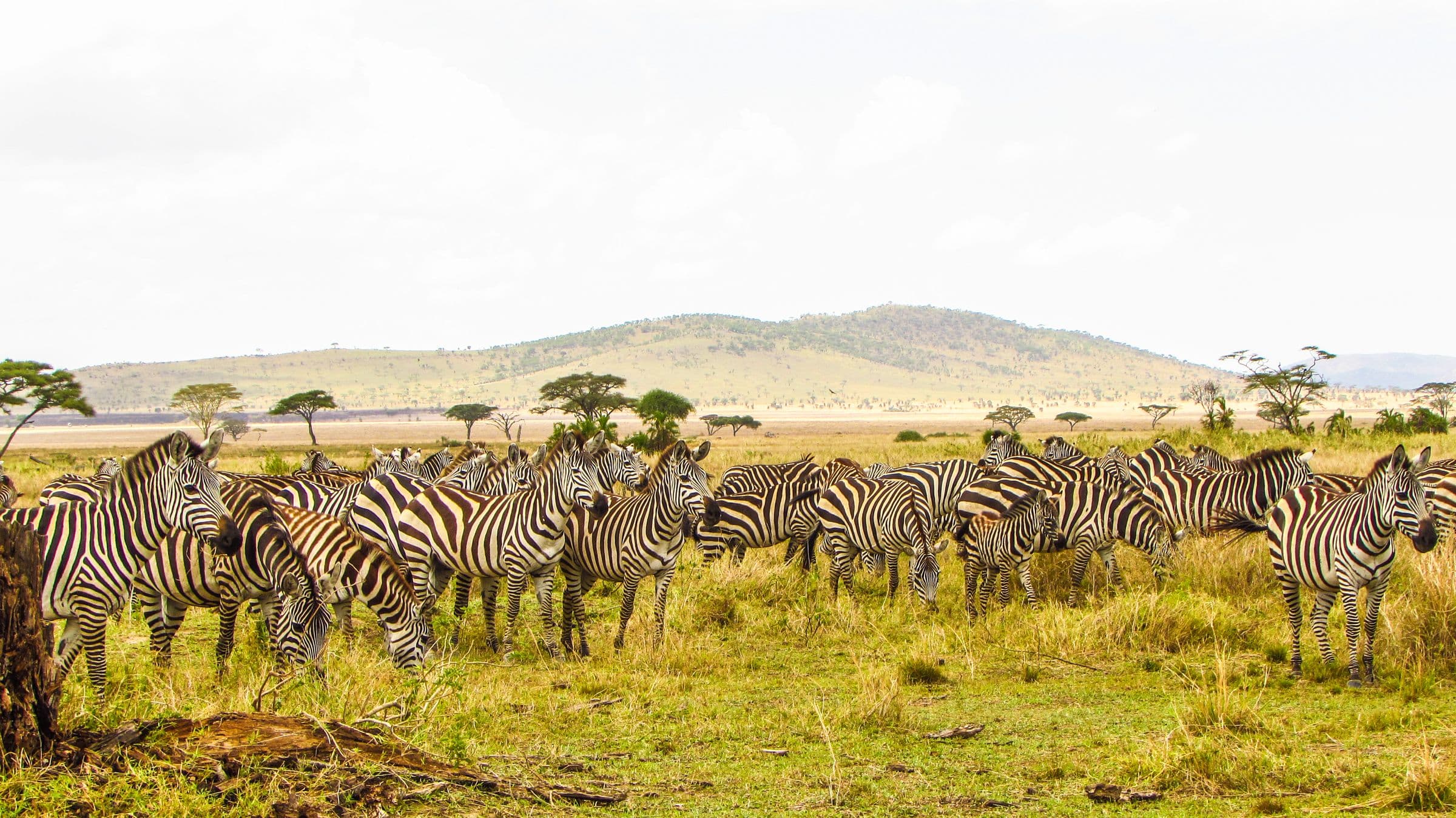 Serengeti National Park 2