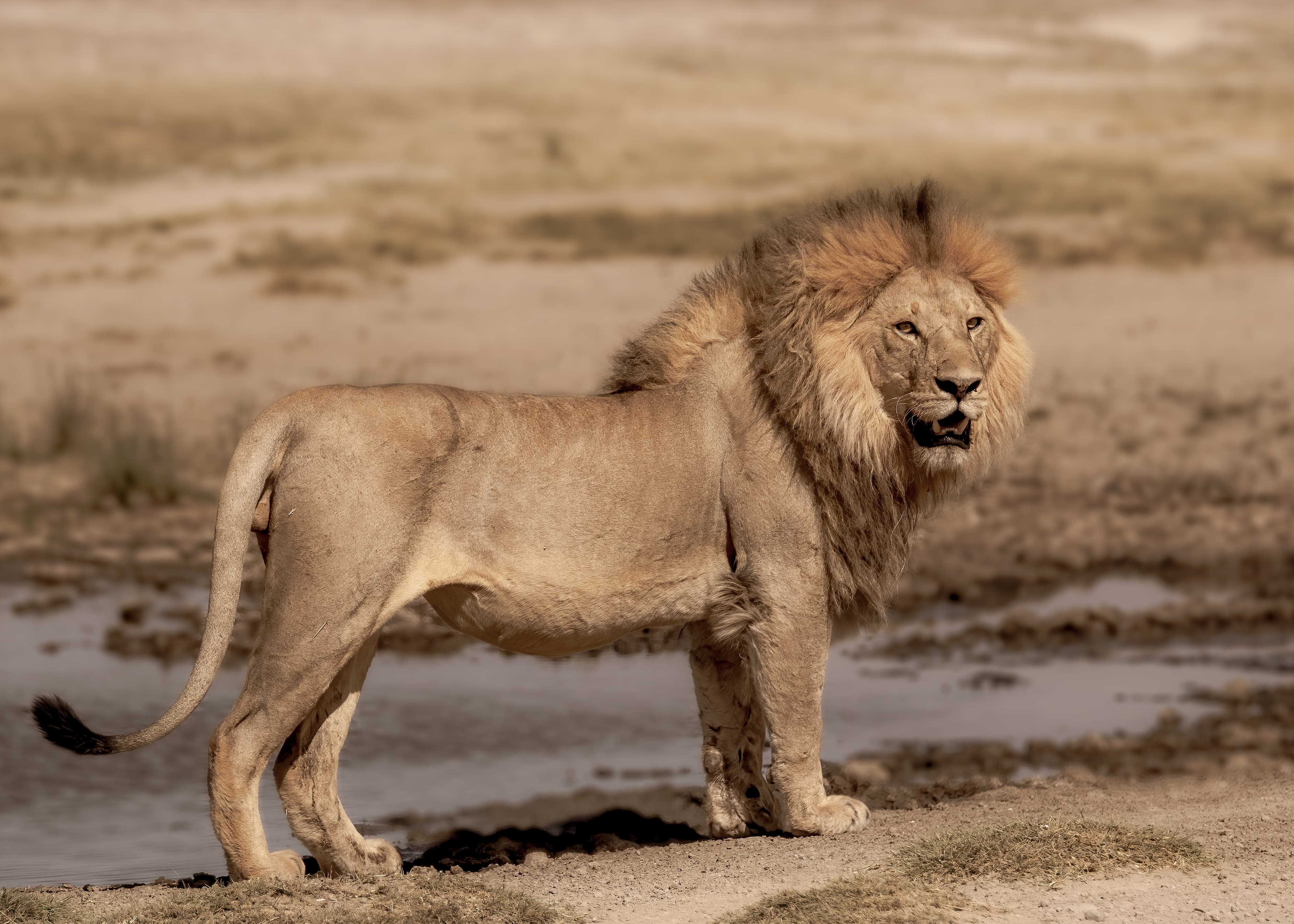 Serengeti National Park 3