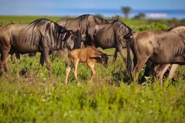Wildebeest herd with a newborn calf on green plains