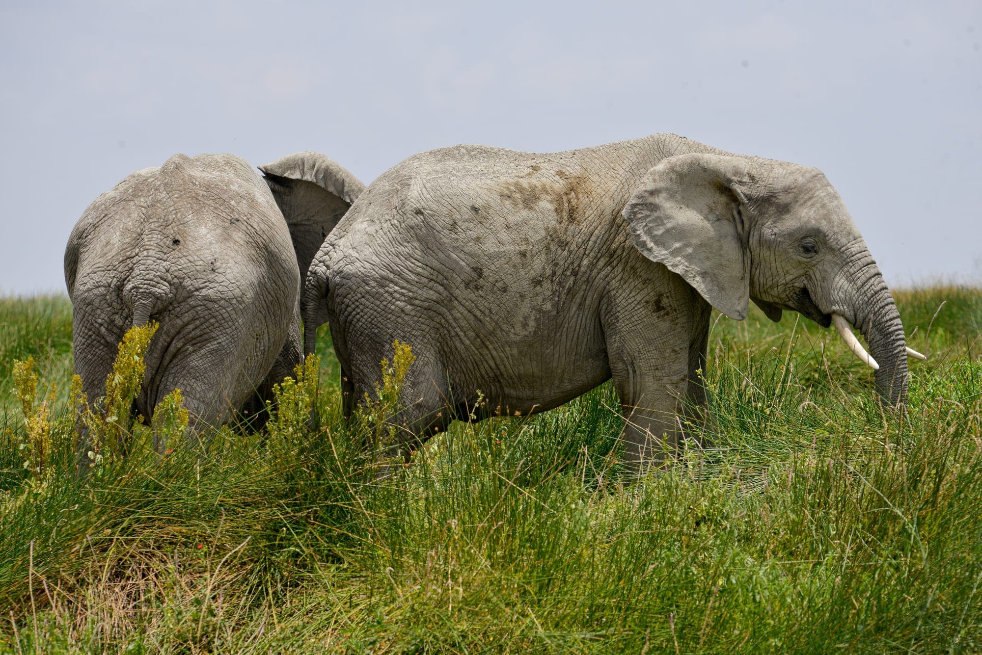 Elephants and an egret gathered at a waterhole