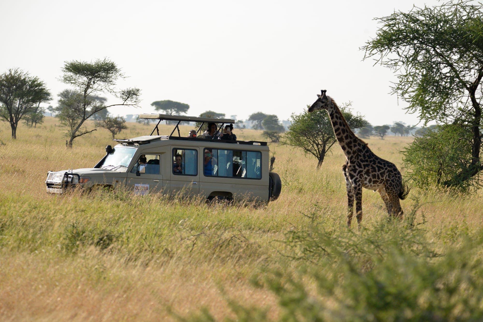 A giraffe grazing beside an Olsero Expedition safari vehicle