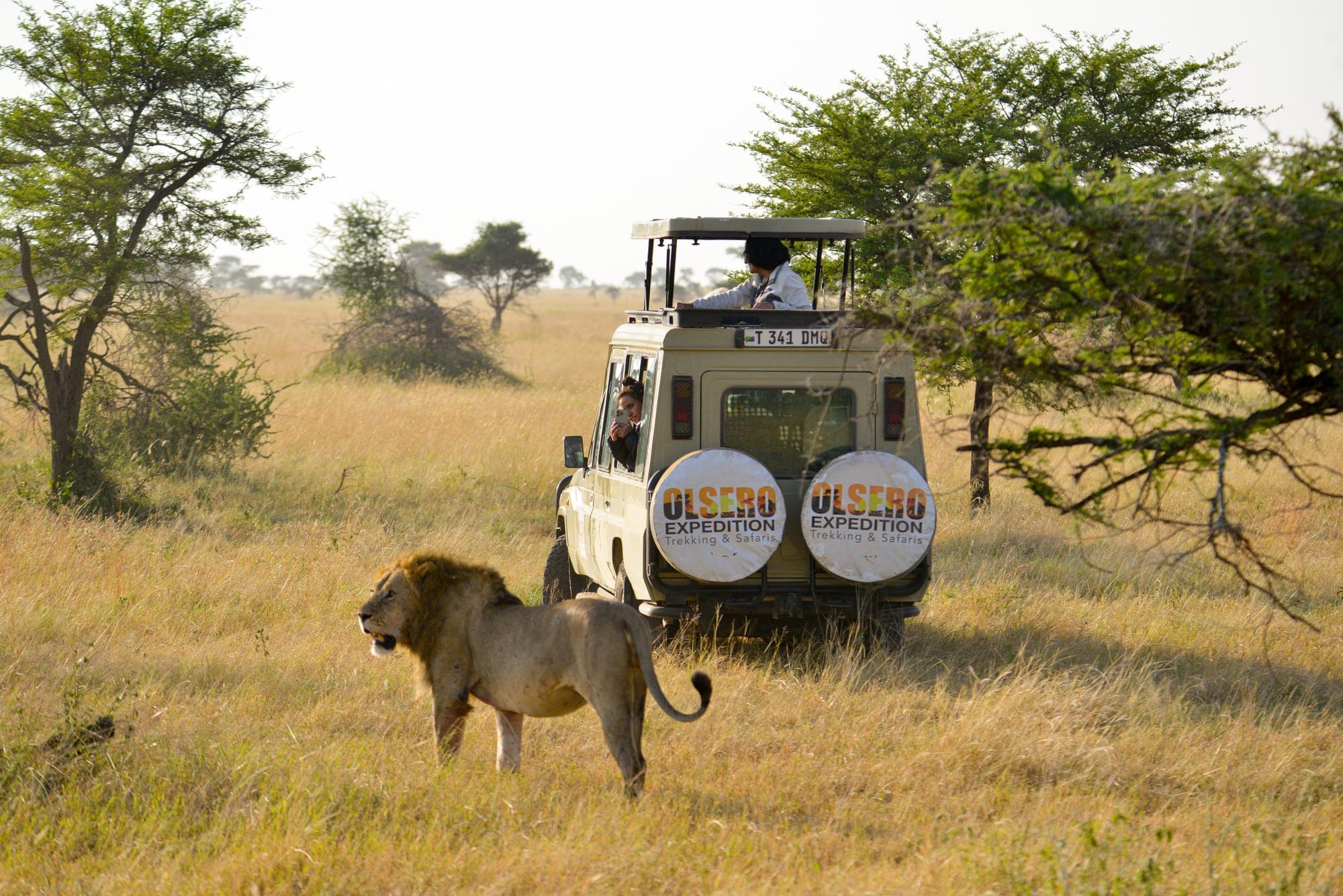 A lion resting beside an Olsero Expedition safari vehicle