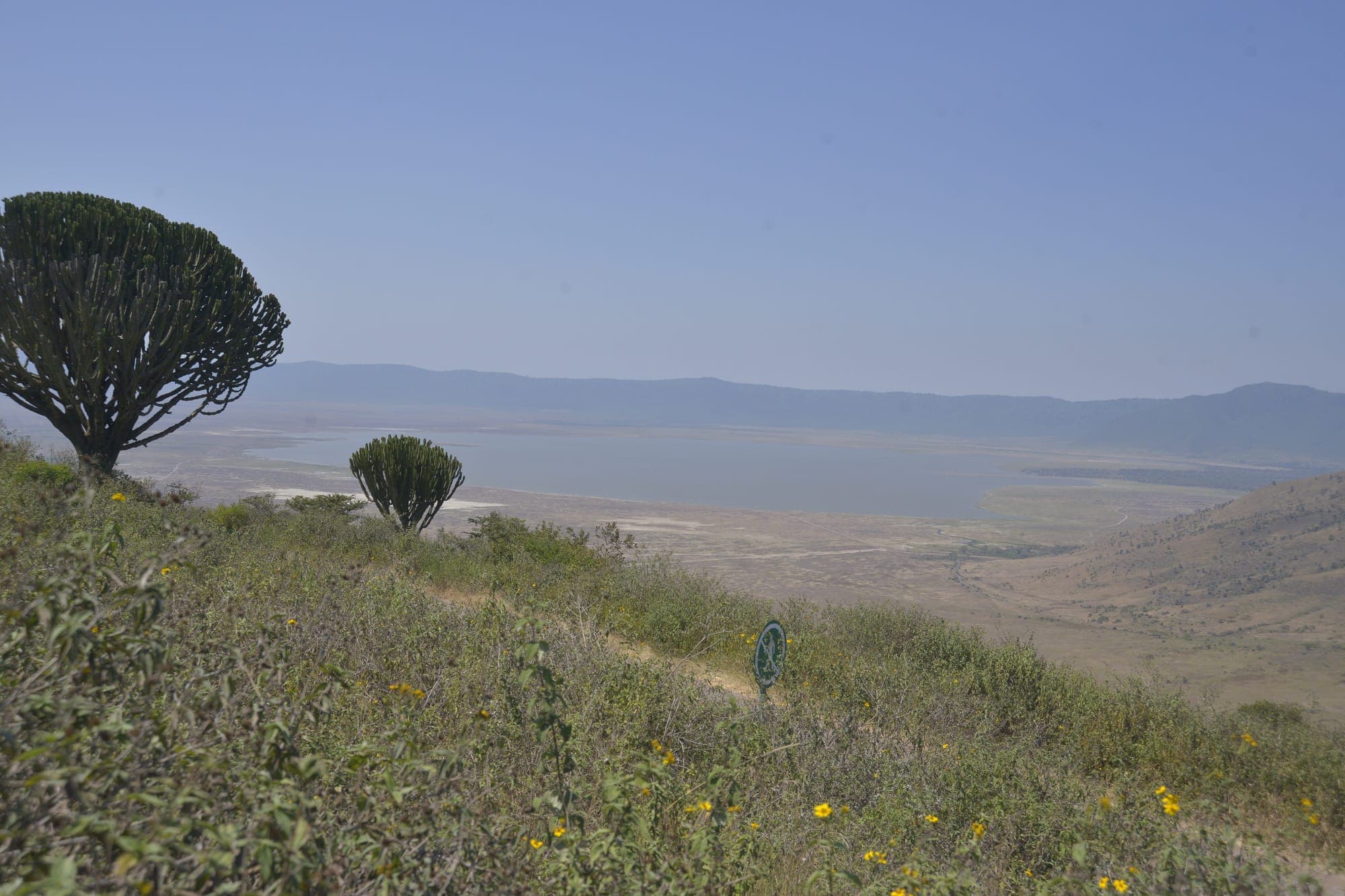 View of the Ngorongoro Crater floor and lake, framed by candelabra euphorbia trees